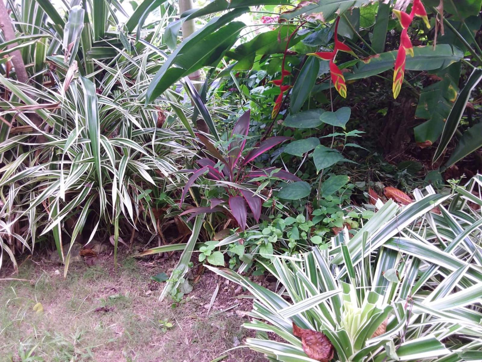 Port Antonio Brian'S Beach House ภายนอก รูปภาพ