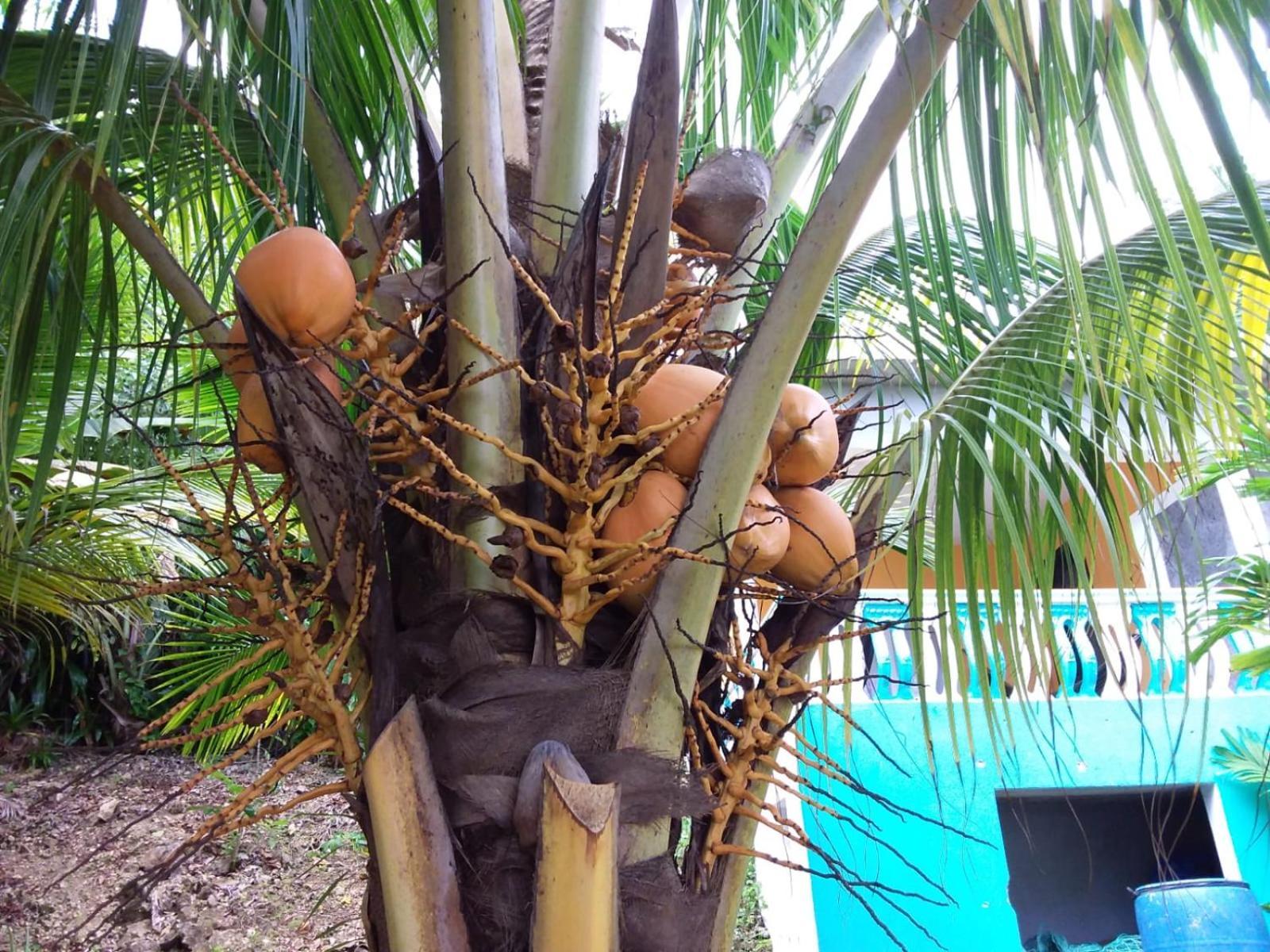 Port Antonio Brian'S Beach House ภายนอก รูปภาพ
